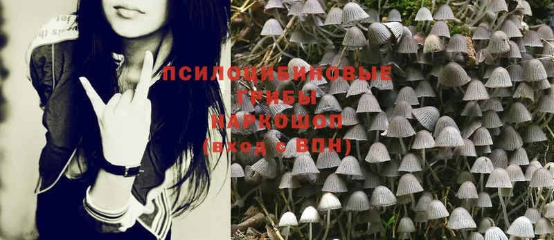 Галлюциногенные грибы Psilocybine cubensis  закладки  Вольск 